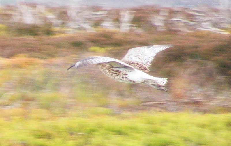 Side view of Curlew in Flight