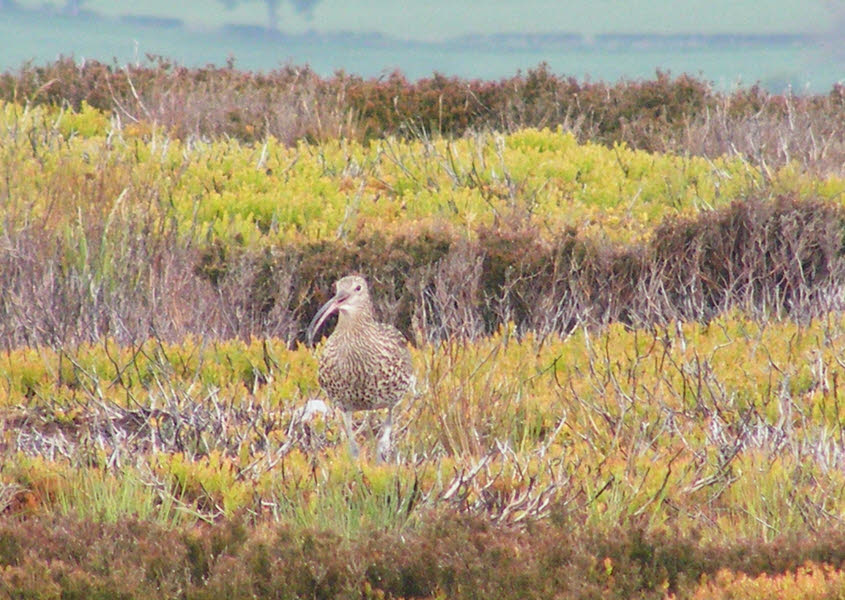 Curlew on Ground 