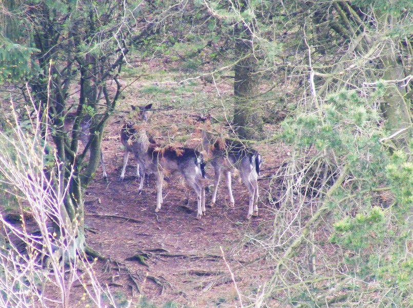 Fallow Deer near Ampleforth (1 of 2) 