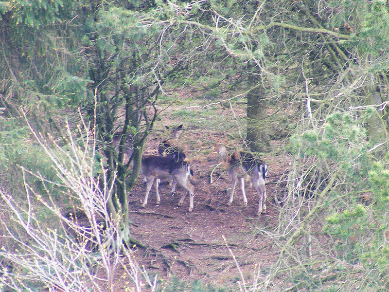 Fallow Deer near Ampleforth (2 of 2)