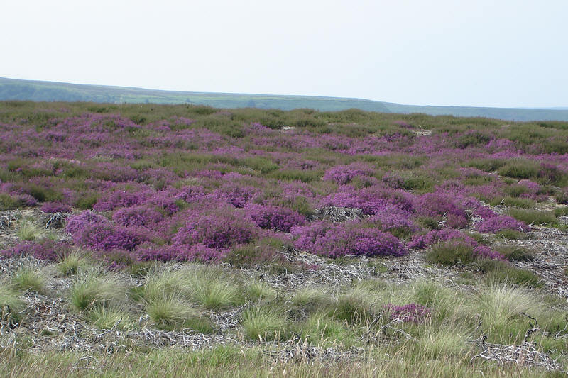 Heather at Glaisdale in July
