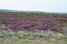 Heather in Glaisdale