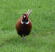 Male Pheasant in Dalby Forest (1 of 2) 
