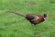Side view of common pheasant
