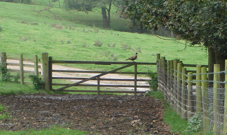 Pheasant on a gate