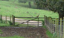 Pheasant on Gate