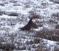Red Grouse on Carlton Moor (1 of 2)