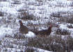 Red Grouse on Carlton Moor (2 of 2)