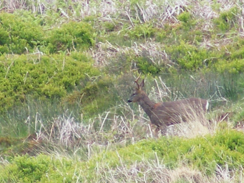 Male Roe Deer, Black Hambleton