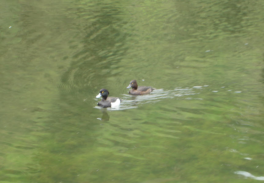 Tufted Ducks, Dalby Forest 
