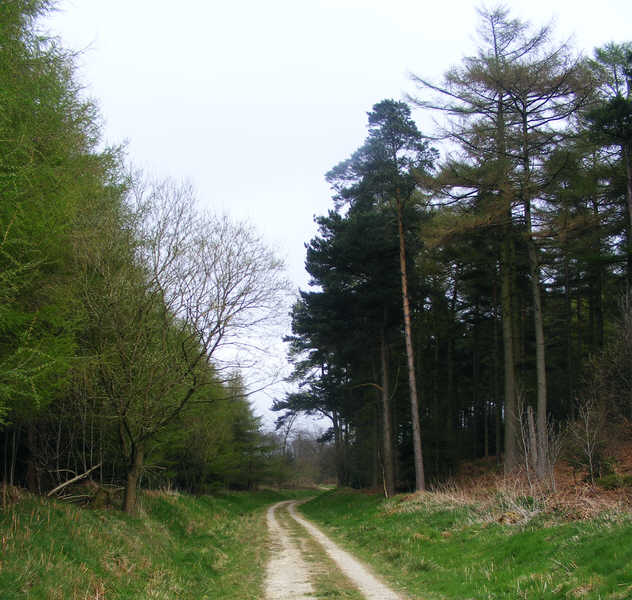 The Forest on College Moor 
