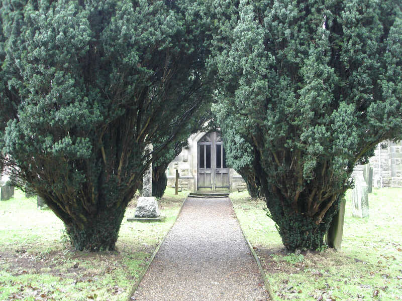 Yew Trees, Kildale Church